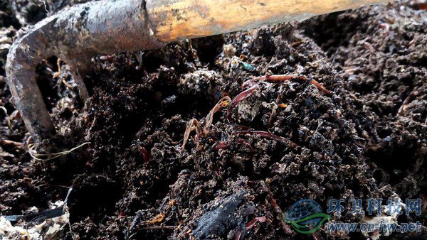 腐殖質(zhì)內(nèi)可以看到一些干垃圾，等蚯蚓吃掉所有腐殖質(zhì)，干垃圾便一覽無余